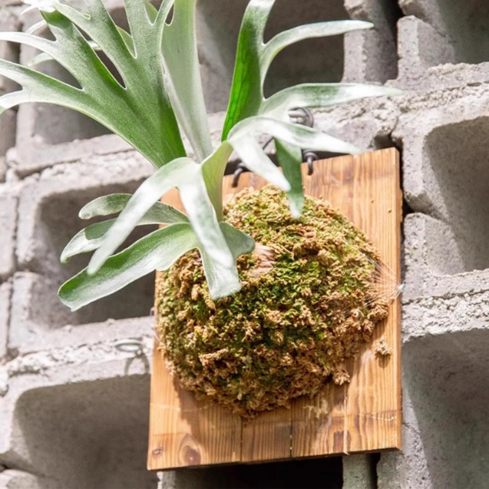 1Pcs Indoor Holz Staghorn Farn – Vertical Wall Planter Bewertung und Preis